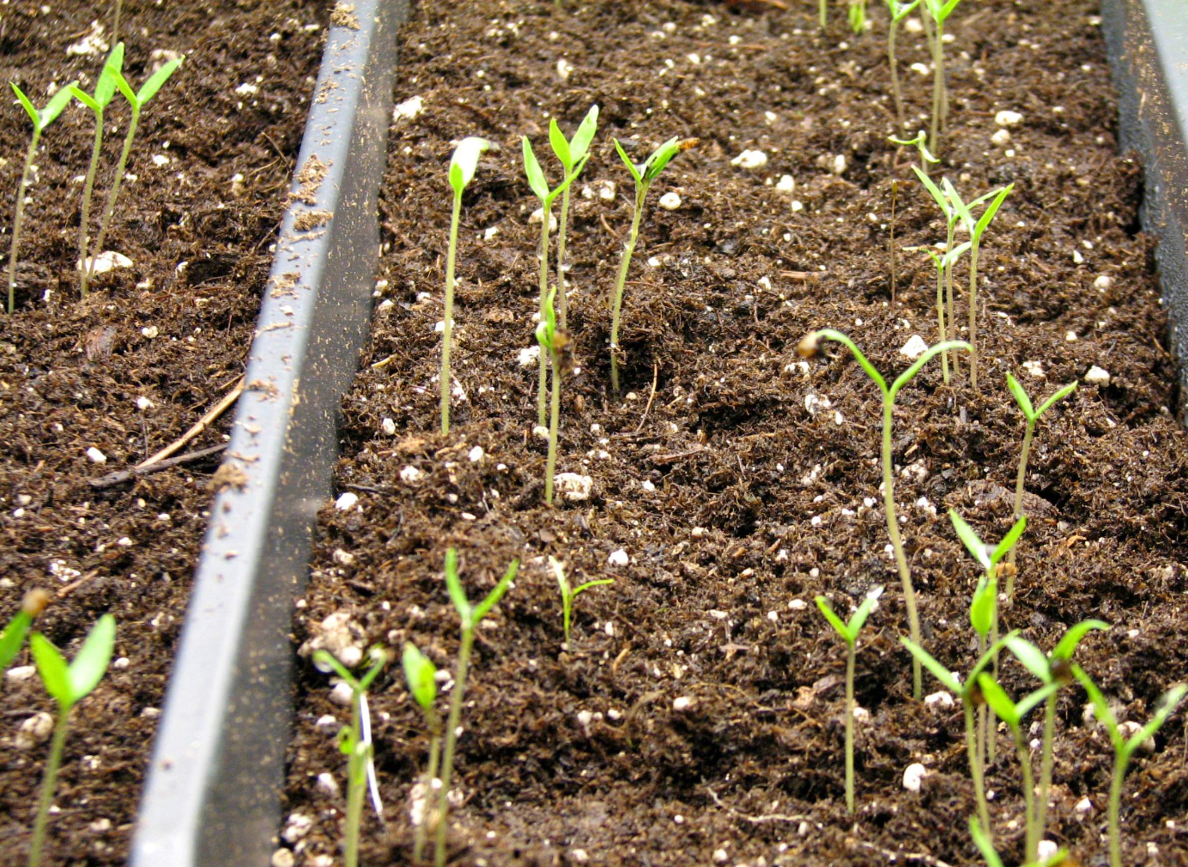 Herb Gardening