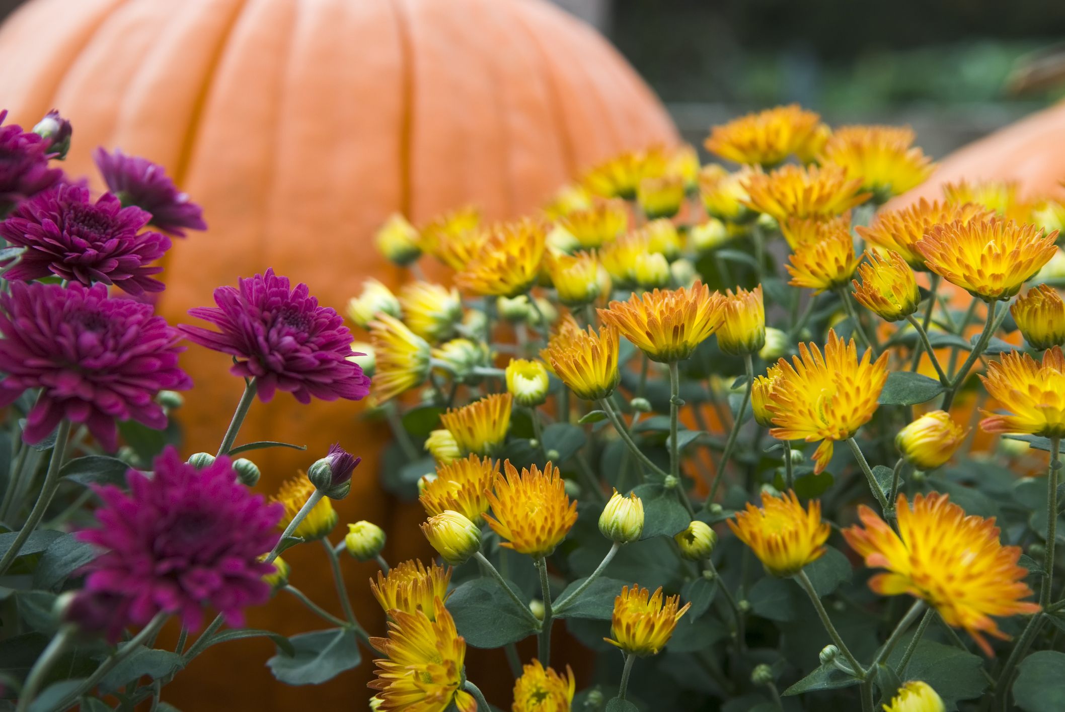 window box herb gardening for beginners