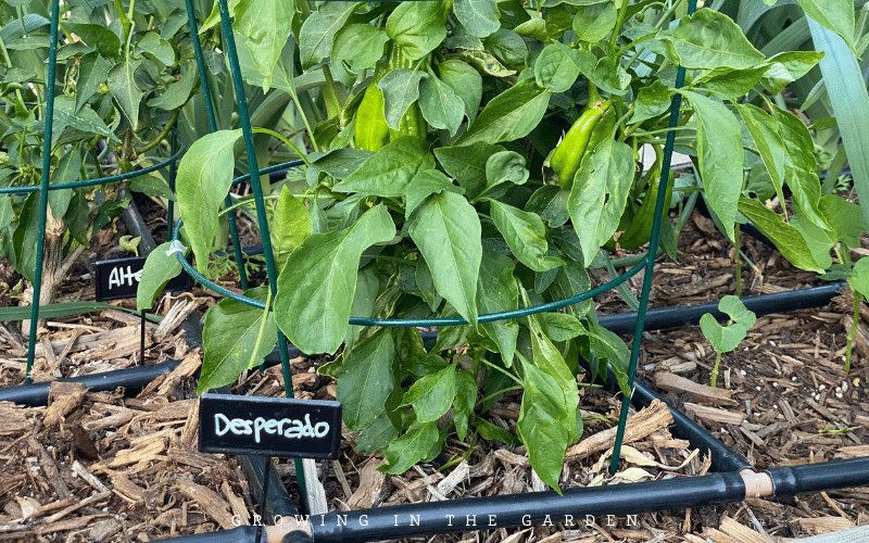 How to Use Straw Bale Vegetable Planting Technique
