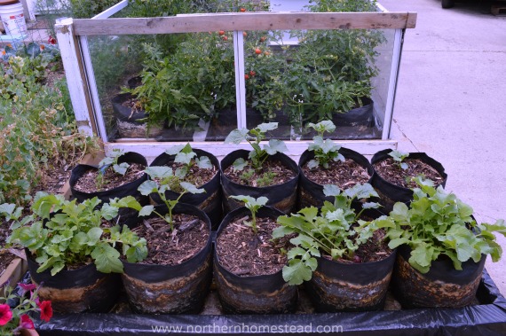 herb gardening kit