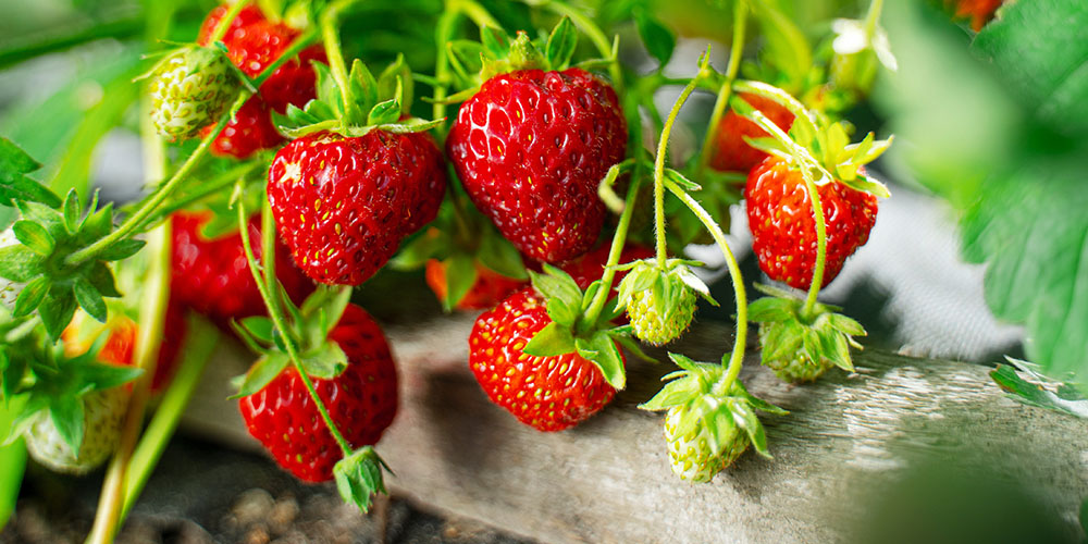 How far apart should vegetables be planted in raised beds?
