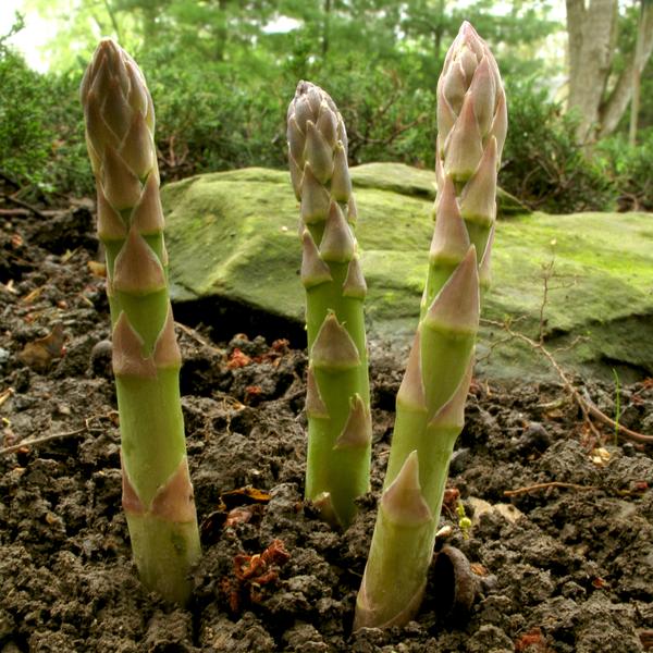 How to Plant Asparagus
