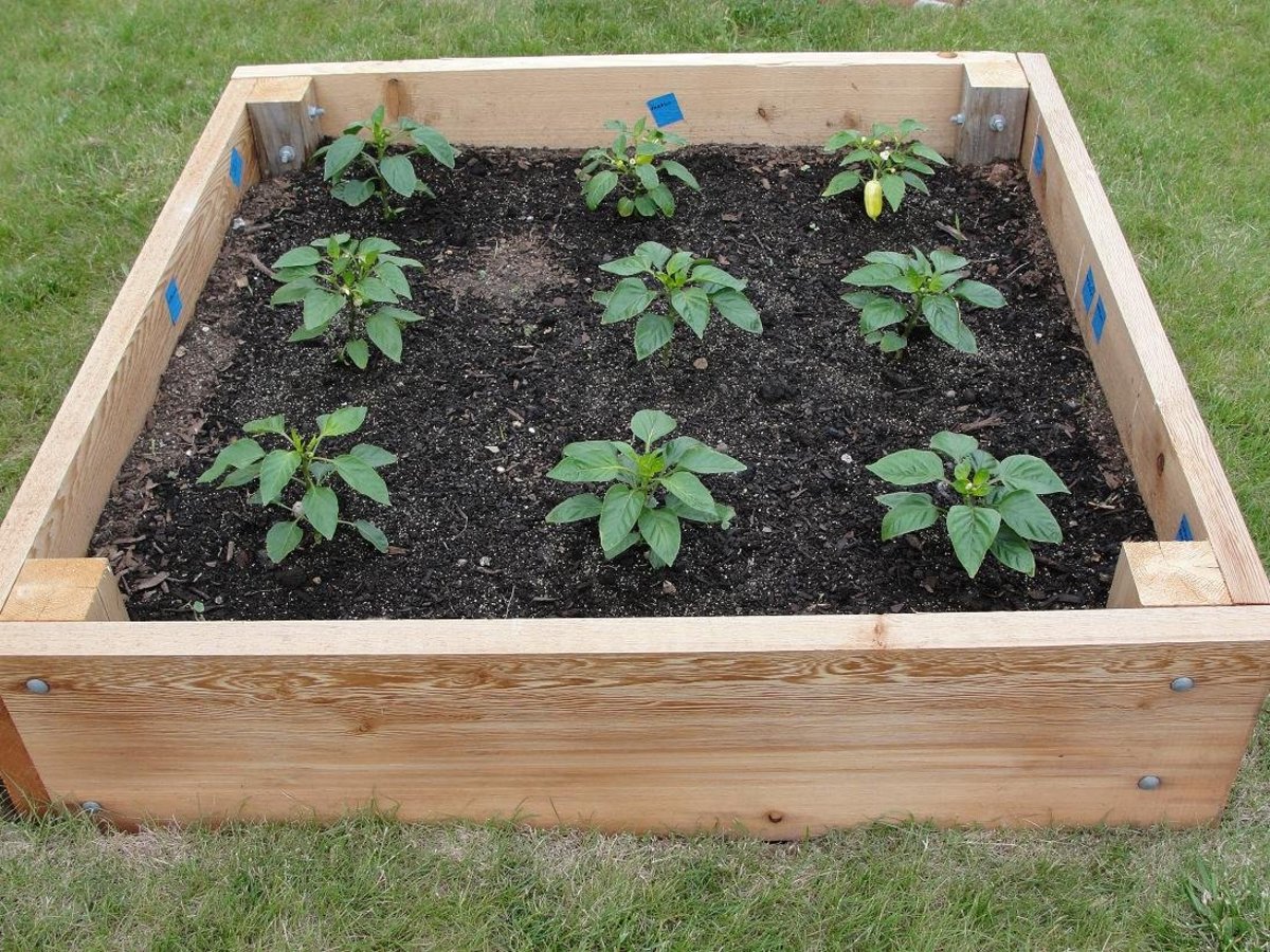 vegetable gardening in clay soil